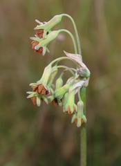 Tulbaghia capensis
