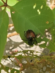 Popillia japonica