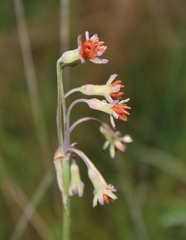 Tulbaghia capensis