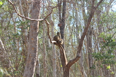 Eulemur rufifrons