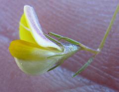 Aspalathus bracteata