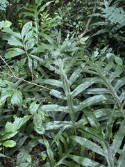 Microsorum grossum
