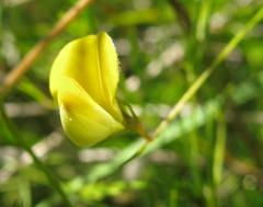 Aspalathus bracteata