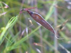 Aspalathus bracteata