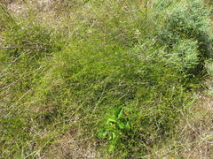 Aspalathus bracteata