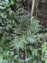 Goniopteris tetragona