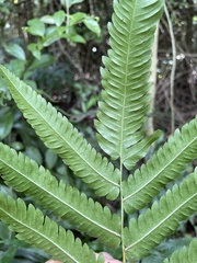 Goniopteris tetragona