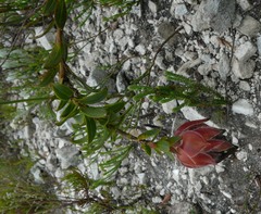 Liparia splendens comantha