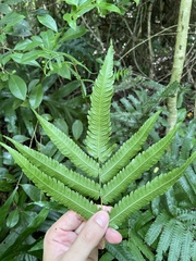 Goniopteris tetragona