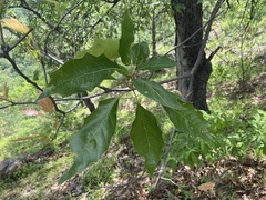 Quercus albocincta