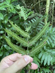 Goniopteris tetragona