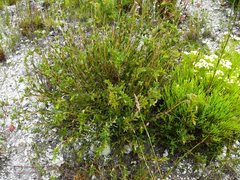 Liparia splendens comantha