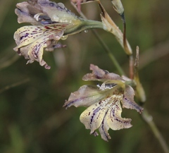 Gladiolus recurvus