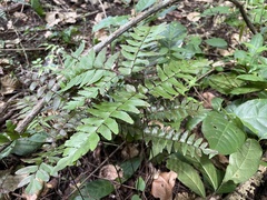 Adiantum latifolium