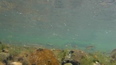 Pimephales notatus