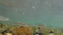 Pimephales notatus