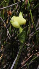 Disperis villosa