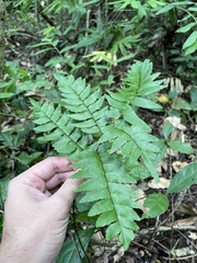 Adiantum latifolium