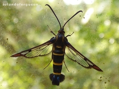 Synanthedon conopiformis