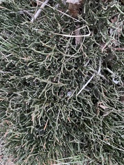 Ephedra frustillata
