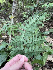 Adiantum latifolium