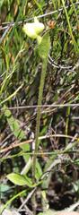 Disperis villosa