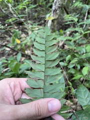 Adiantum latifolium