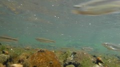 Pimephales notatus