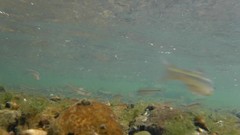 Pimephales notatus