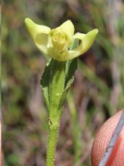 Disperis villosa
