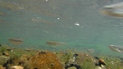 Pimephales notatus