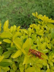 Polistes carnifex