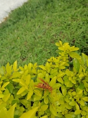 Polistes carnifex