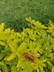 Polistes carnifex