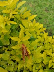 Polistes carnifex
