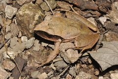 Craugastor laticeps