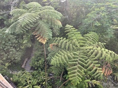Cyathea arborea