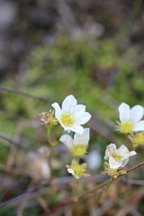 Saxifraga hypnoides