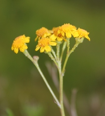 Senecio rosmarinifolius