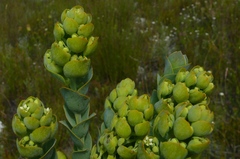 Thesium euphorbioides