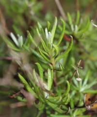 Senecio rosmarinifolius