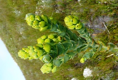 Thesium euphorbioides