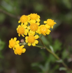 Senecio rosmarinifolius