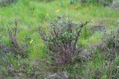 Senecio rosmarinifolius