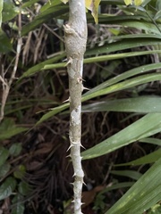 Zanthoxylum martinicense