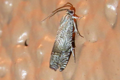 Ofatulena duodecemstriata