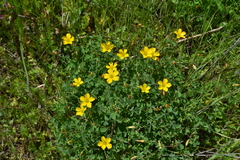 Oxalis pilosa