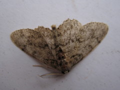 Iridopsis larvaria