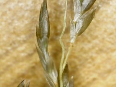 Eragrostis virescens