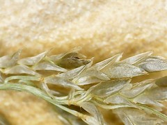 Eragrostis virescens